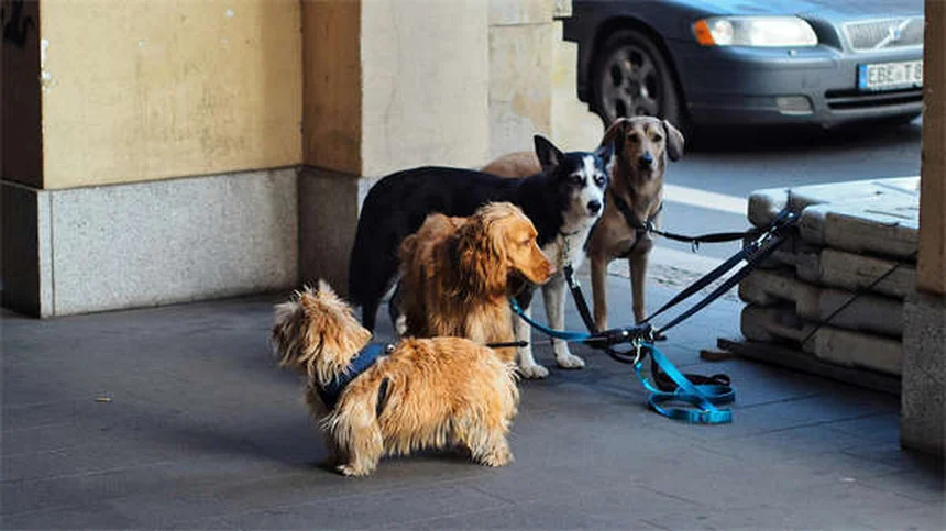 Grietas en cascos de caballos: causas, tratamiento y prevención efectiva