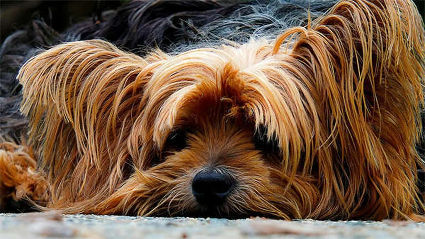 Estomatitis vesicular en caballos: síntomas, tratamiento y prevención