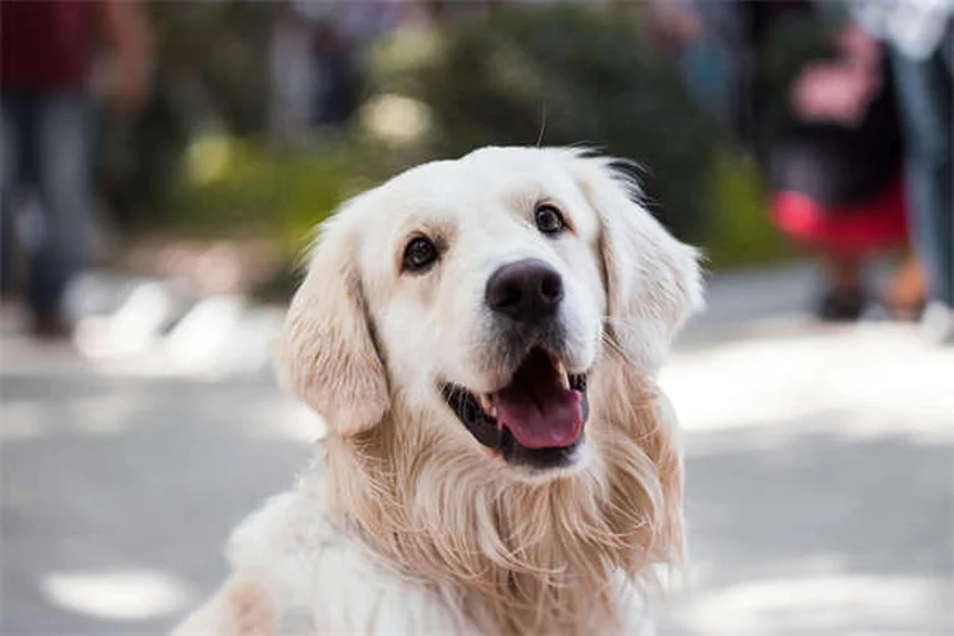 Mitos sobre mascotas y bebés recién nacidos: La verdad que necesitas saber