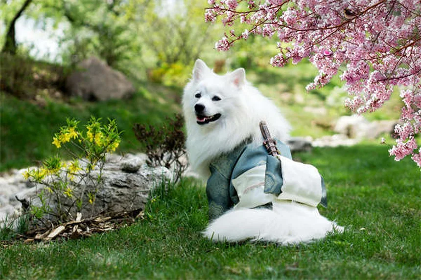 Mitos sobre mascotas y bebés recién nacidos: La verdad que necesitas saber