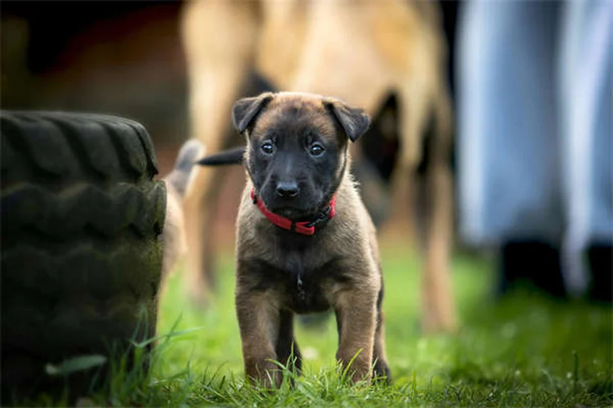 3 Comandos Esenciales Para Perros Antes de Visitar Familia