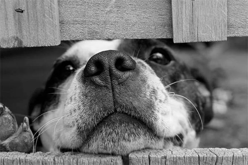 Antibióticos para perros: Guía completa sobre su uso correcto