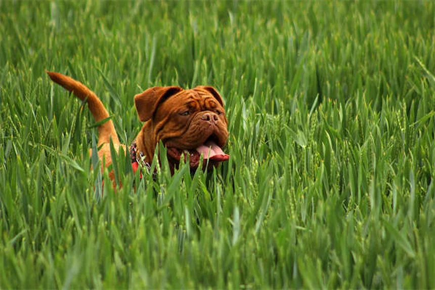 Arnés anti-tiro para perros: solución definitiva para paseos tranquilos