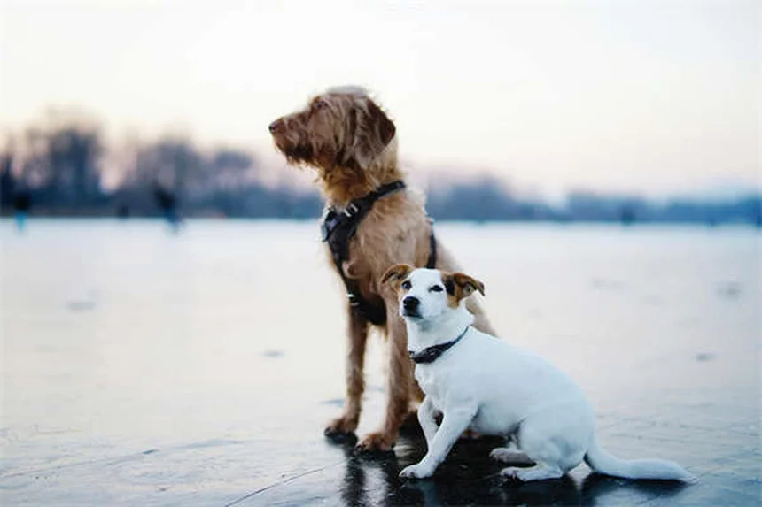 Arnés anti-tiro para perros: solución definitiva para paseos tranquilos