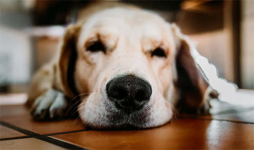 Entrenar perros mayores: 5 trucos infalibles para enseñar a tu perro senior
