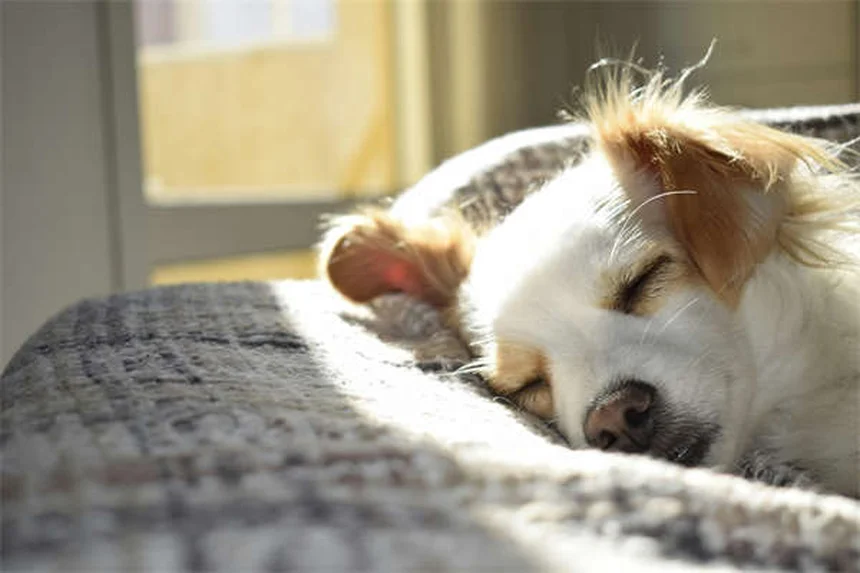 Entrenar perros mayores: 5 trucos infalibles para enseñar a tu perro senior