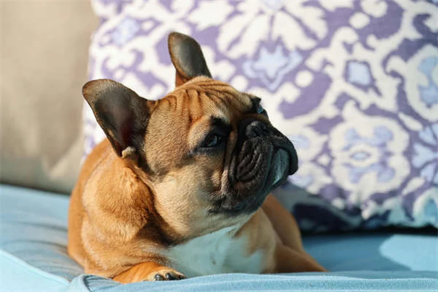 7 enfermedades comunes en cachorros: síntomas y cómo protegerlos