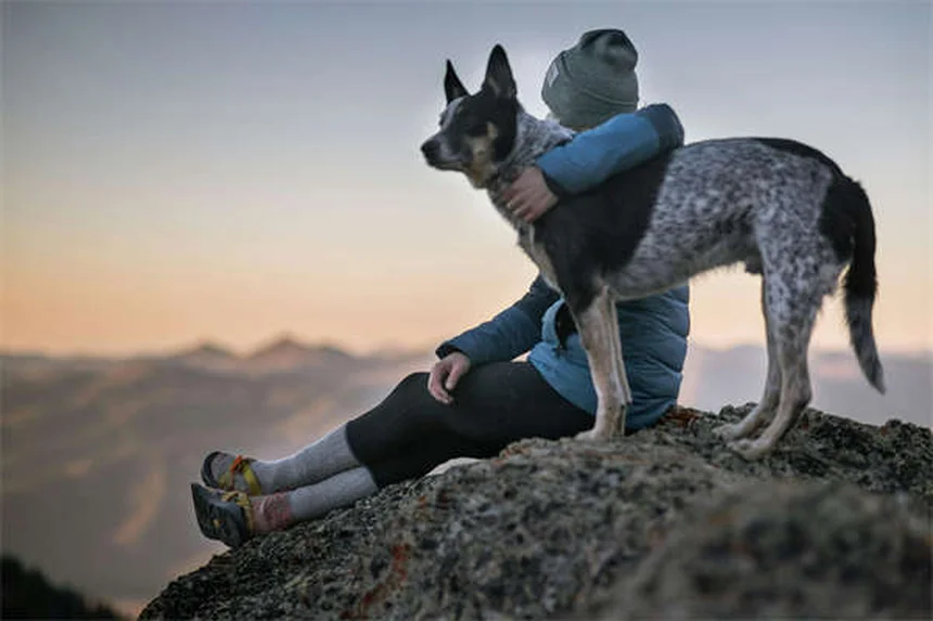Garrapatas en perros: 8 tipos peligrosos y cómo proteger a tu mascota