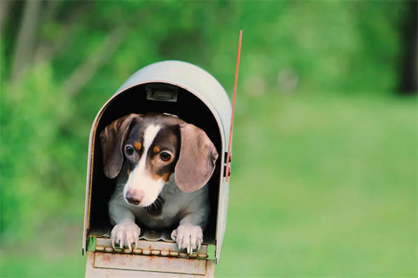 Otomax® y Tri-Otic®: Todo lo que necesitas saber sobre este tratamiento para infecciones de oído en perros