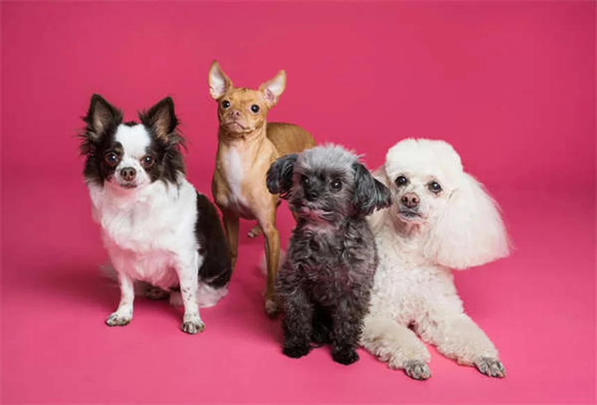 Otomax® y Tri-Otic®: Todo lo que necesitas saber sobre este tratamiento para infecciones de oído en perros