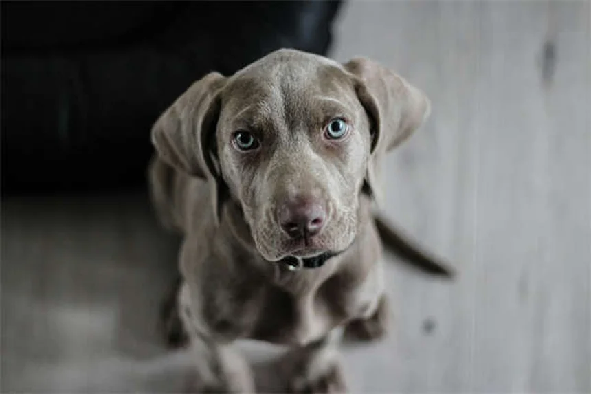 ¿Tu perro es un abusón? 5 señales para detectarlo y solucionarlo