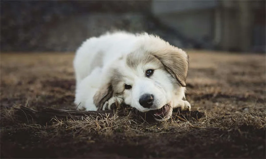 ¿Tu perro es un abusón? 5 señales para detectarlo y solucionarlo