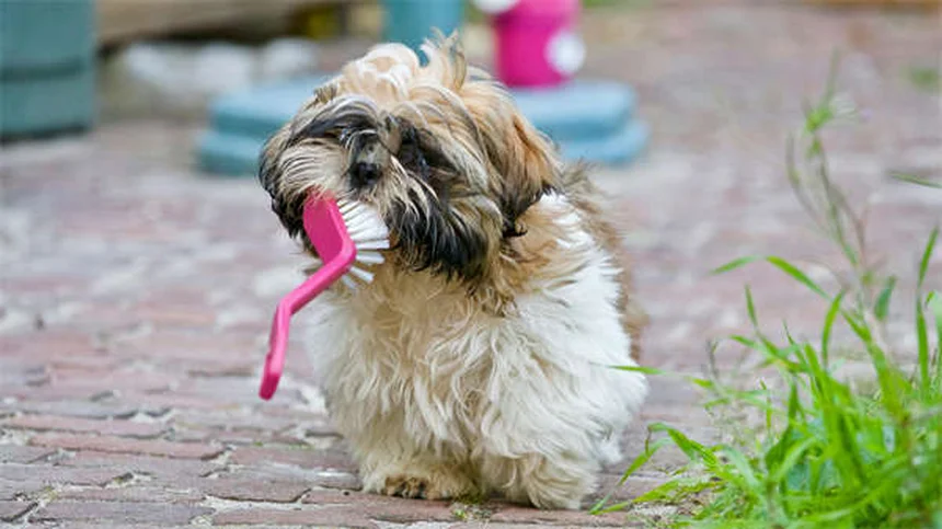 ¿Cómo encuentran el camino a casa los perros? El sorprendente secreto de su orientación