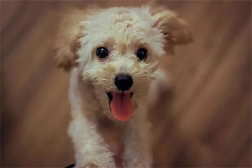 8 peligros de tratar a tu mascota en casa sin consultar al veterinario