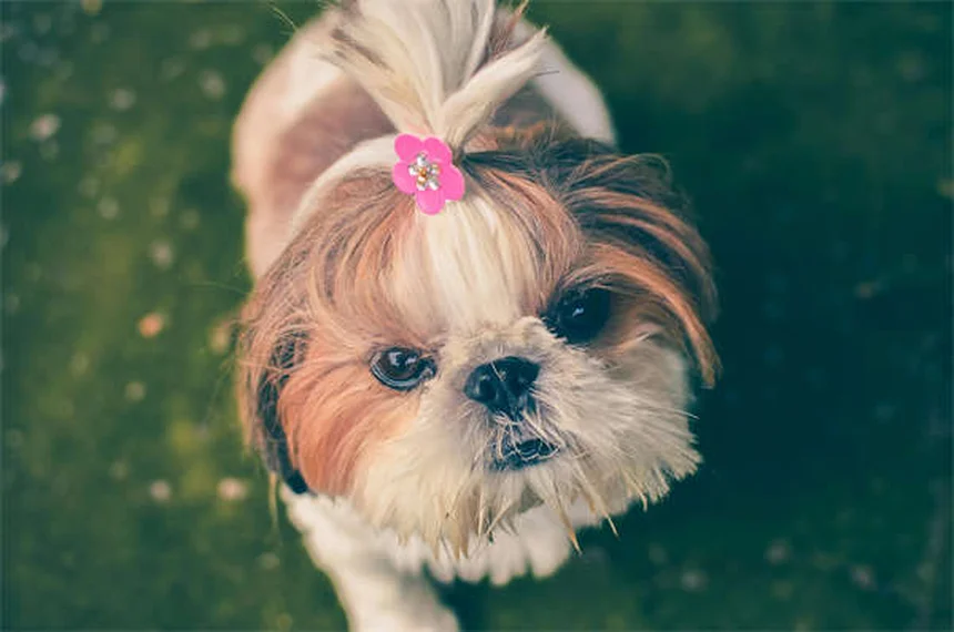 Epilepsia en perros: síntomas, causas y tratamiento eficaz