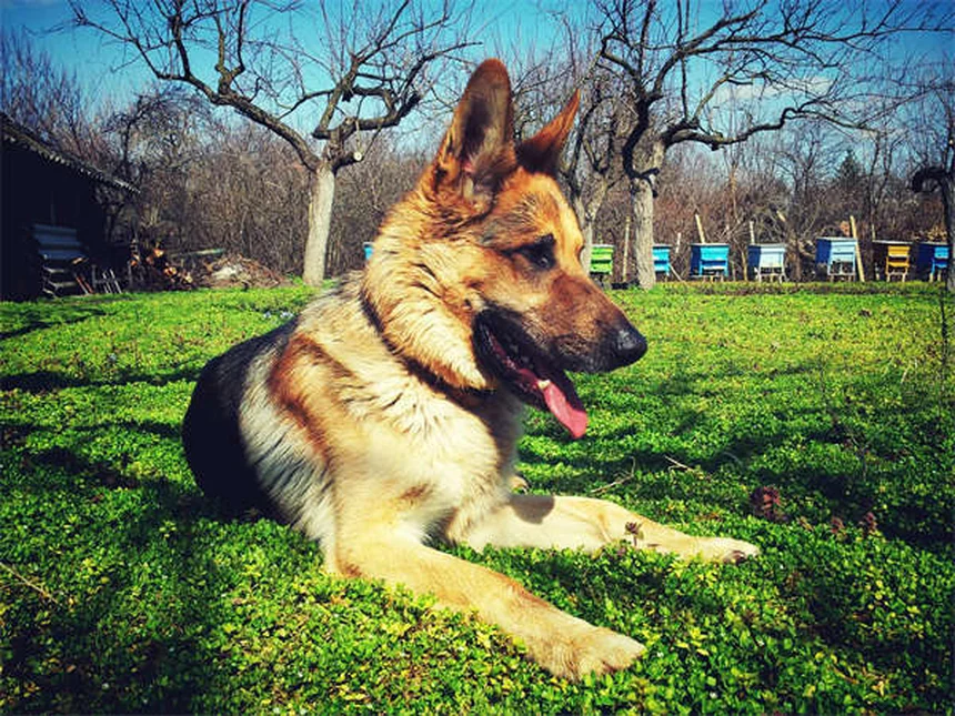 Tumores testiculares en perros: Síntomas, tratamiento y prevención