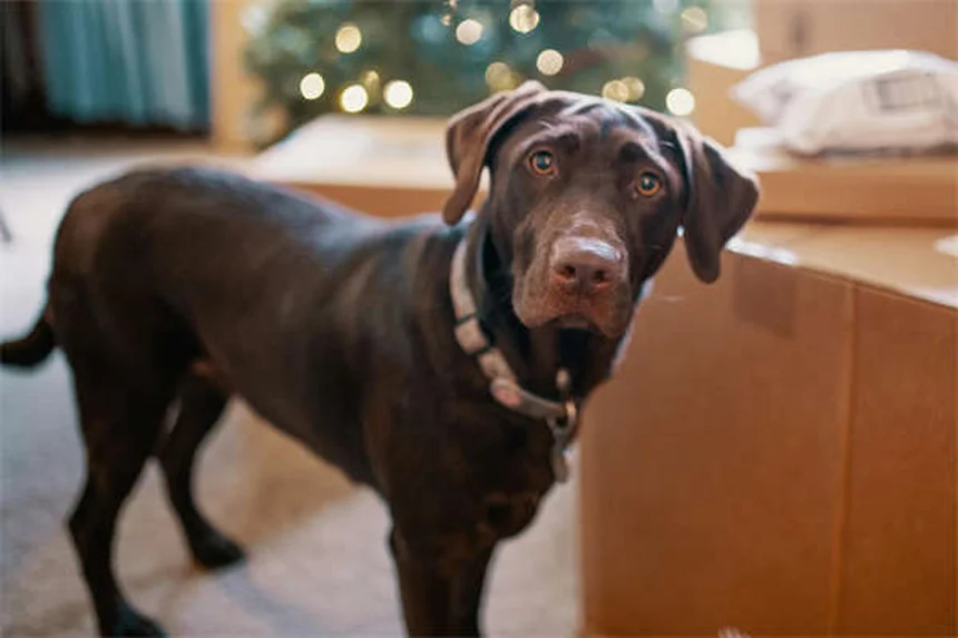 Tumores testiculares en perros: Síntomas, tratamiento y prevención