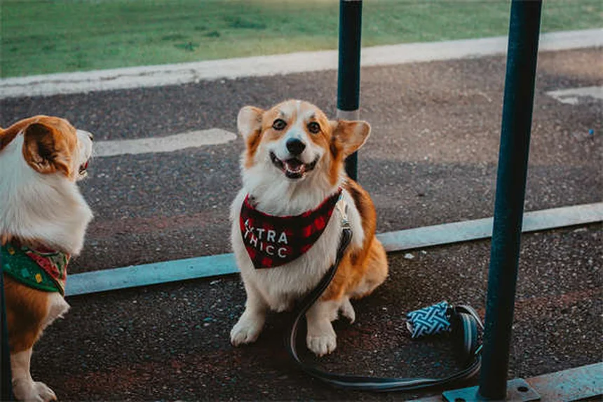 Tumores testiculares en perros: Síntomas, tratamiento y prevención