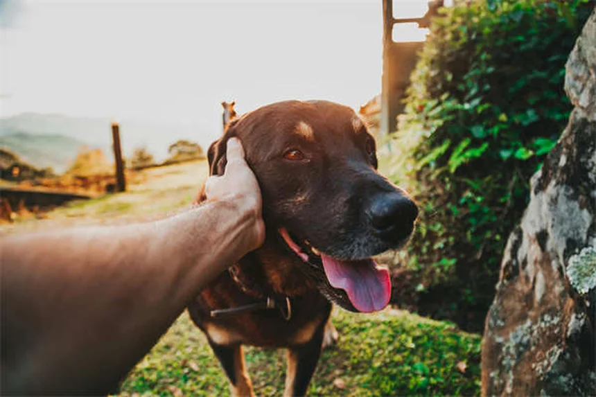 Gatos Rex: Todo lo que necesitas saber antes de adoptar uno