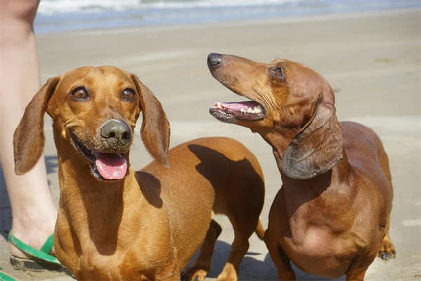 Tipos de ratas mascota: Guía completa de variedades y cuidados