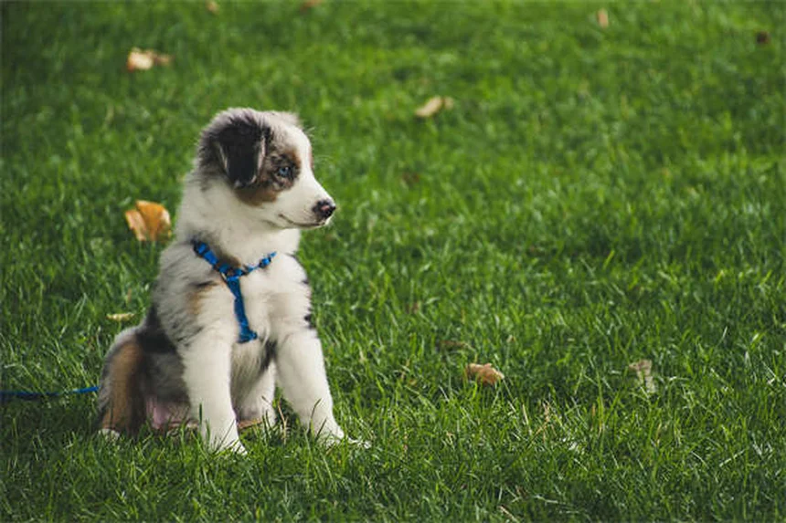Snuffles en conejos: Síntomas, tratamiento y prevención