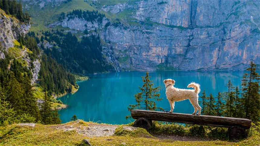 Cobayas de pelo largo: cuidados esenciales para estas adorables mascotas