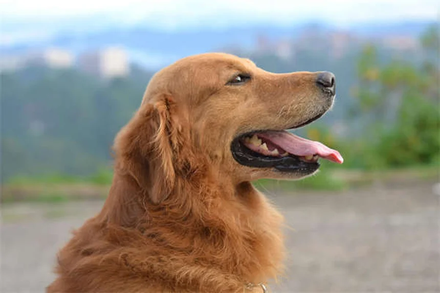 Coyotes y mascotas: 5 claves para proteger a tu perro o gato