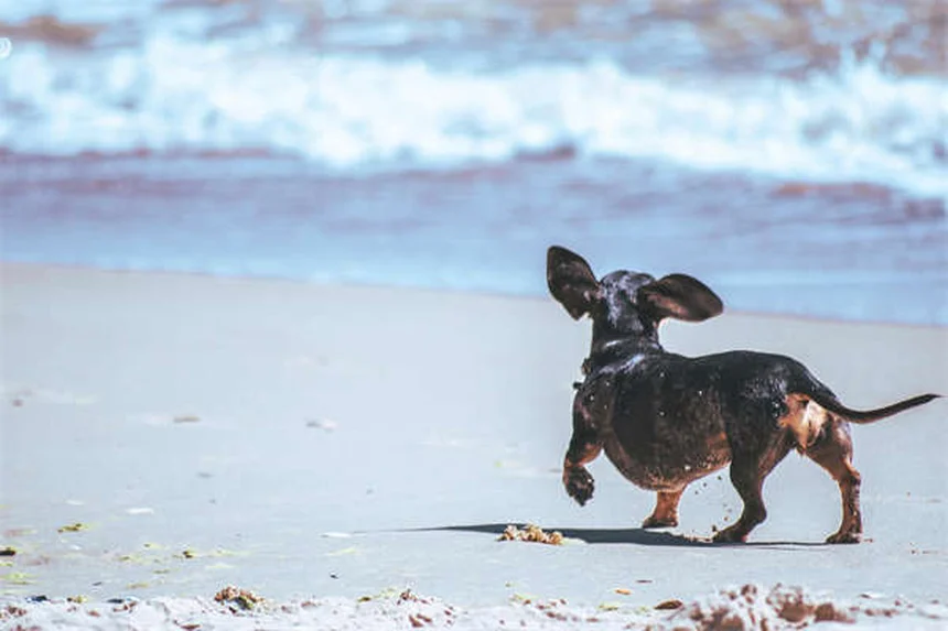 Infección respiratoria en chinchillas: síntomas, tratamiento y prevención