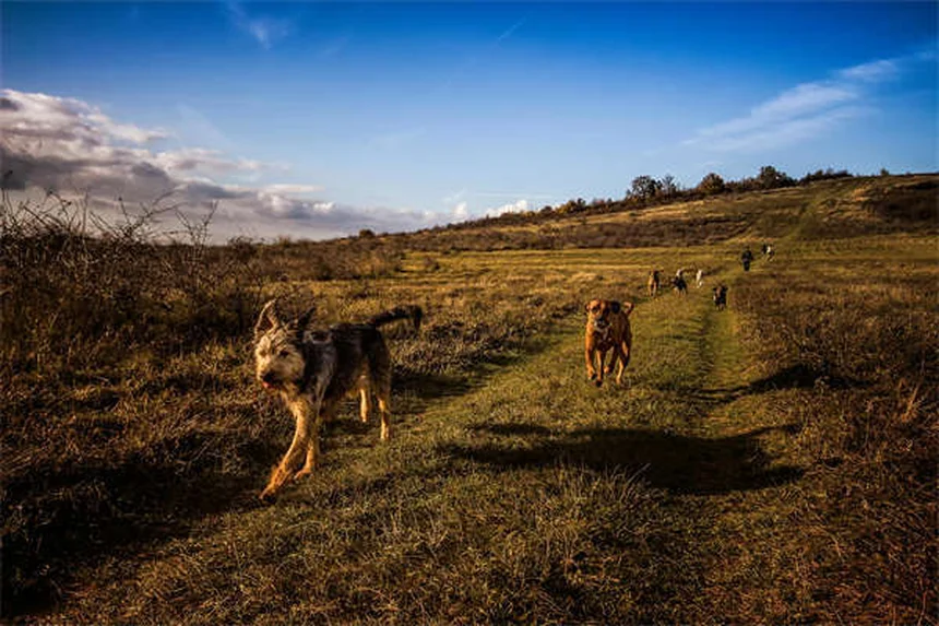 Derrame pleural en perros: síntomas urgentes y tratamientos que salvan vidas