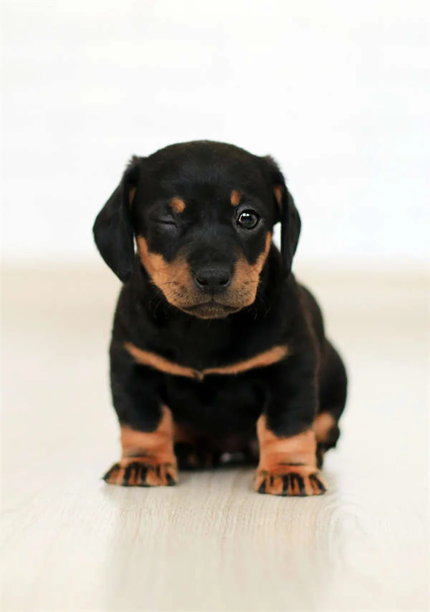 Cuidados esenciales para tu mascota: guía diaria, semanal y anual
