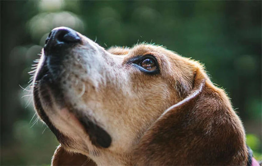 5 trucos infalibles para calmar a tu caballo en visitas veterinarias