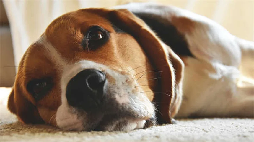 Mastitis en conejas: síntomas y tratamientos para salvar a tu mascota