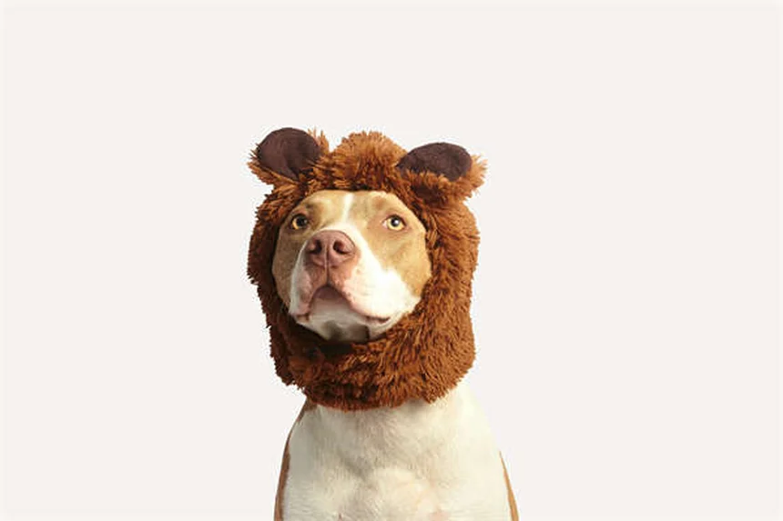 5 Métodos Infalibles para Encontrar Mascotas Perdidas en España