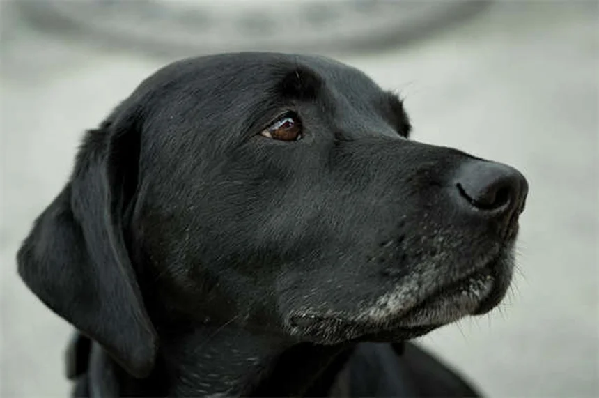 ¿Por qué mi perro tiene miedo de salir? Soluciones prácticas para dueños