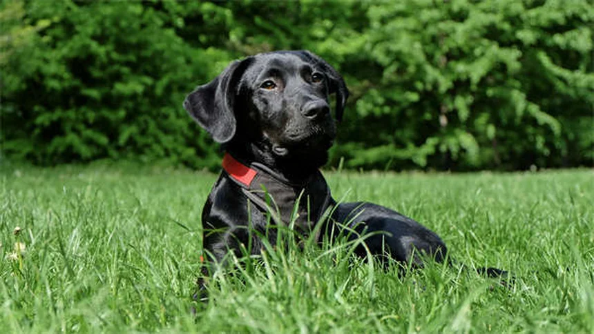 ¿Por qué mi perro rechina los dientes? Causas y soluciones