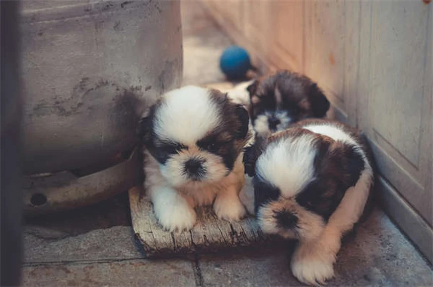 ¿Cómo presentar a tu bebé a tu perro o gato sin problemas? Guía completa