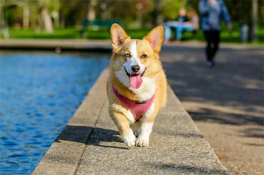 Quistes orales en perros: síntomas, tratamiento y prevención