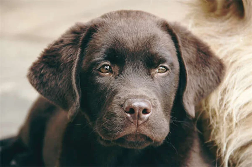 Imodium para perros: Guía completa sobre dosis y efectos secundarios