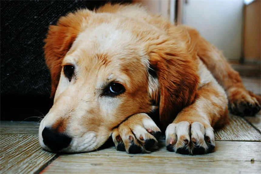 Imodium para perros: Guía completa sobre dosis y efectos secundarios