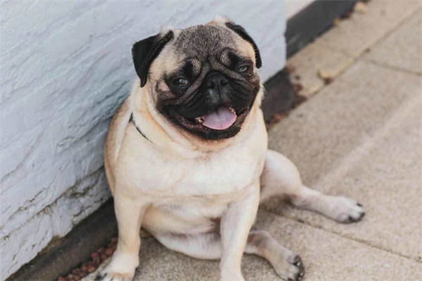 Probióticos para perros: Beneficios comprobados y cómo ayudan a tu mascota