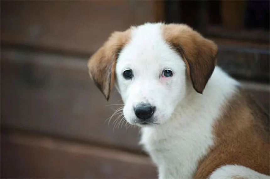 Probióticos para perros: Beneficios comprobados y cómo ayudan a tu mascota