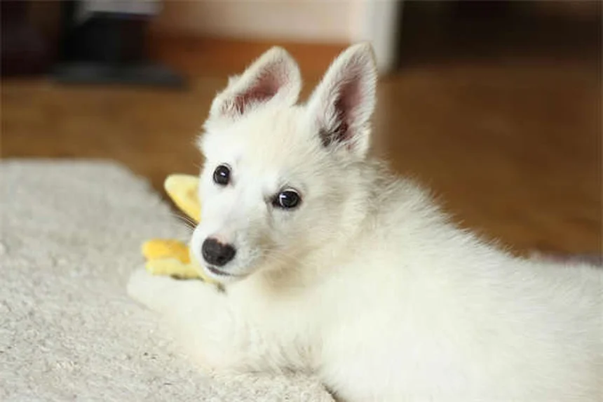 Imodium para perros: Guía completa sobre dosis y efectos secundarios
