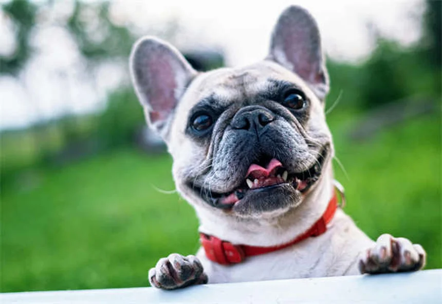 ¿Los perros pueden comer anacardos? Descubre la verdad y cómo dárselos