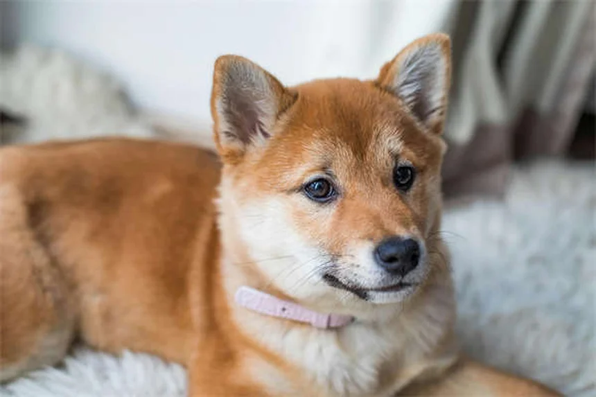 7 señales claras de que tu perro es más inteligente de lo que crees