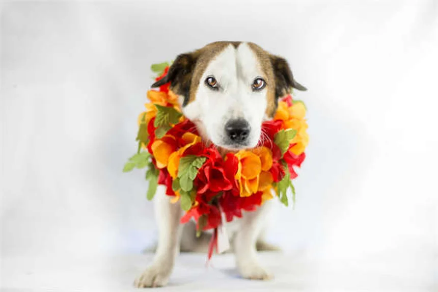 ¿Cuántas palabras entienden los perros? Descubre la sorprendente verdad